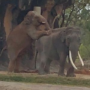 Meet your Posher, Peter